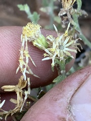 Perityle tenella