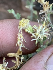 Perityle tenella
