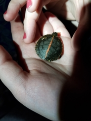 Chrysemys dorsalis