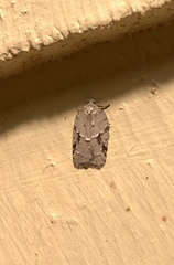 Acleris placidana