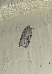 Acleris placidana