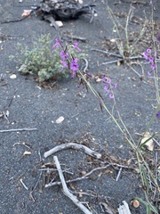 Cyphomeris gypsophiloides