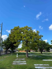 Pinus elliottii