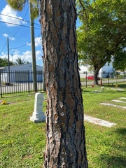 Pinus elliottii