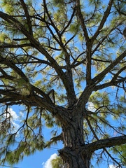 Pinus elliottii