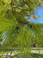 Pinus elliottii