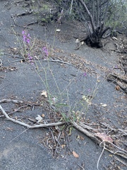 Cyphomeris gypsophiloides