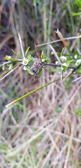 Backobourkia brouni