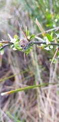 Backobourkia brouni