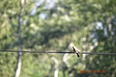 Columbina talpacoti