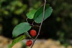 Broussonetia kaempferi