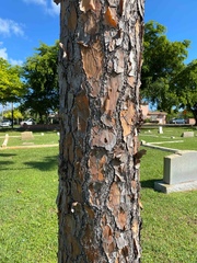Pinus elliottii densa