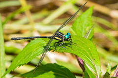 Eusynthemis aurolineata