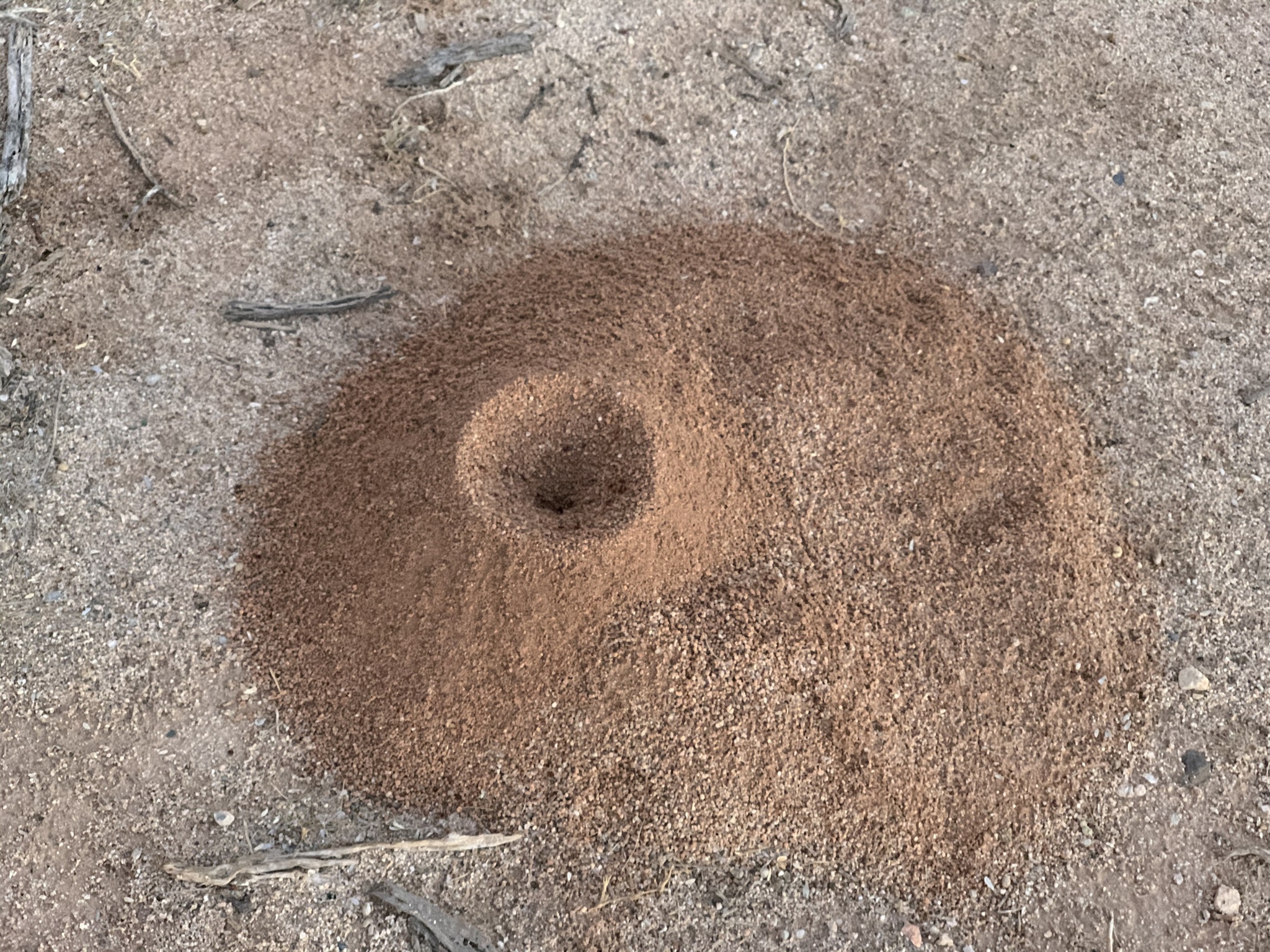 Acromyrmex versicolor