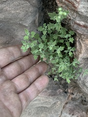 Perityle tenella
