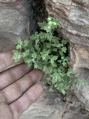 Perityle tenella