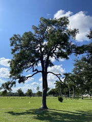 Pinus elliottii densa