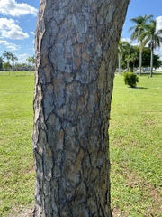 Pinus elliottii densa
