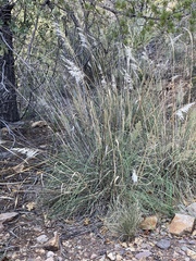 Muhlenbergia emersleyi