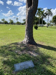 Pinus elliottii densa