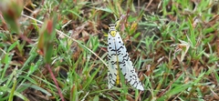 Palparini