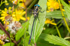 Eusynthemis aurolineata