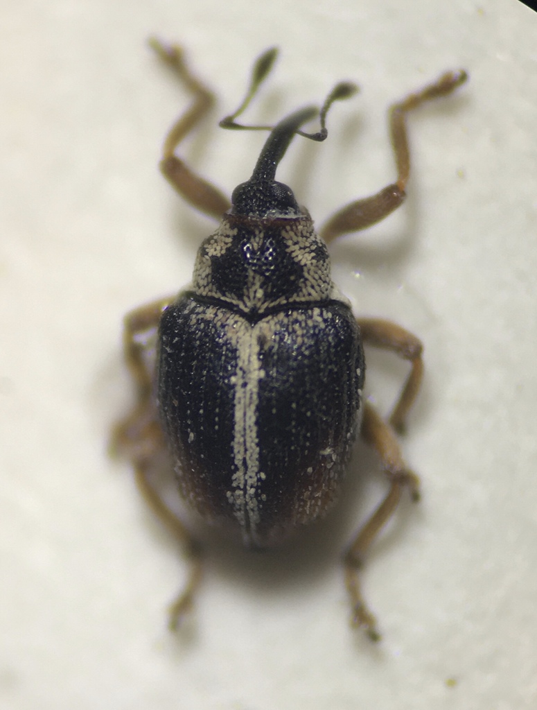 Ceutorhynchus semirufus