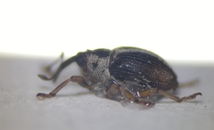 Ceutorhynchus semirufus