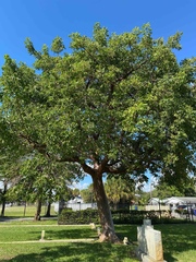 Bursera simaruba