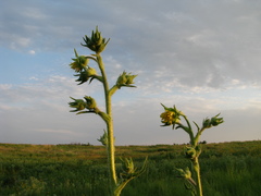 Silphium laciniatum laciniatum