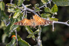 Asterocampa celtis