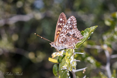 Asterocampa celtis