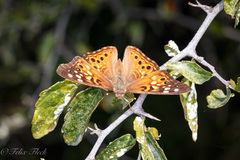 Asterocampa celtis