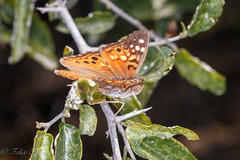 Asterocampa celtis