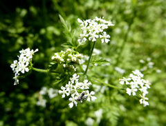 Anthriscus cerefolium