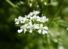 Anthriscus cerefolium