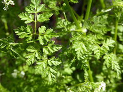 Anthriscus cerefolium