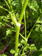 Anthriscus cerefolium