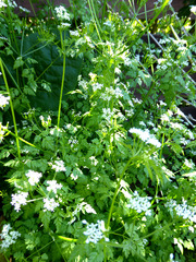 Anthriscus cerefolium