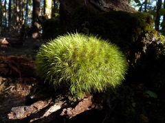 Dicranoloma robustum