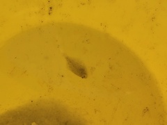 Citharichthys spilopterus