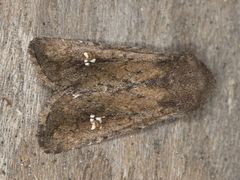 Tricholita fistula