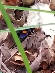 Calopompilus maculipennis