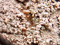 Coccotrema maritimum