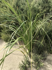 Austroderia splendens