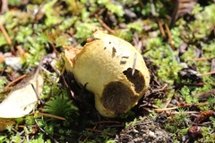 Truncocolumella citrina