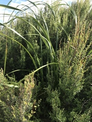 Austroderia splendens