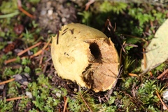 Truncocolumella citrina