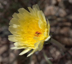 Malacothrix californica