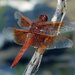 蜻屬 - Photo (c) Franco Folini，保留部份權利CC BY
